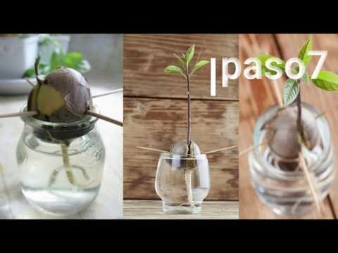 Cómo plantar un aguacate en casa