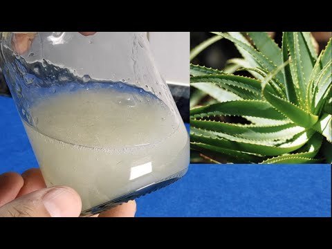 Cómo hacer gel de aloe vera puro