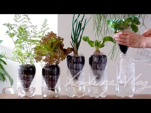 Plantar vegetales en una botella