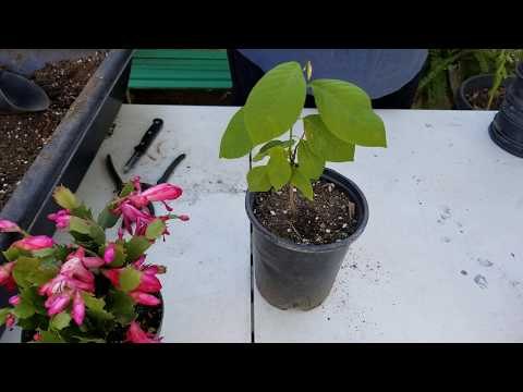 Cómo sembrar semillas de chirimoya