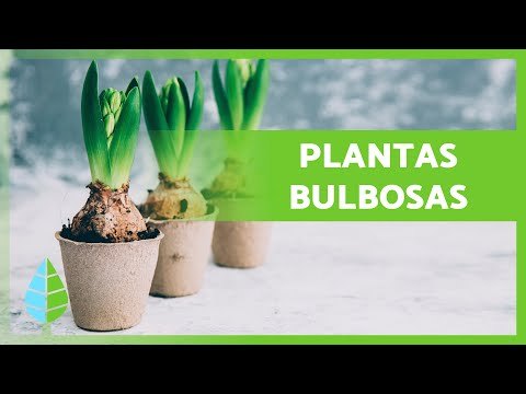 Plantar 7 plantas de bulbos