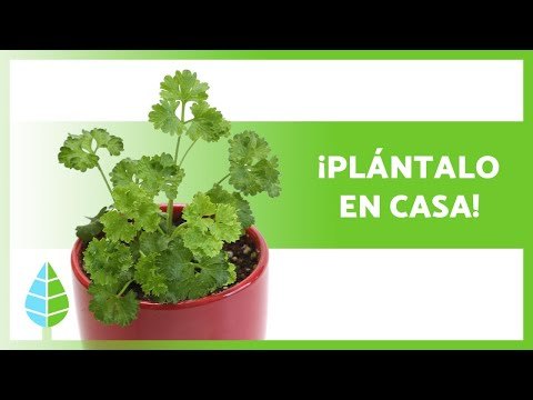 Cómo plantar perejil