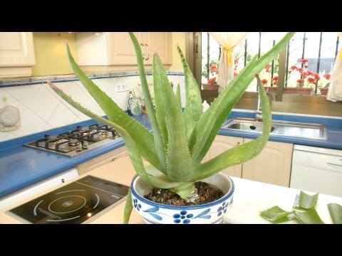 Como hacer gel de Aloe Vera