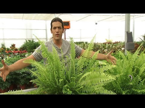 Helechos de interior