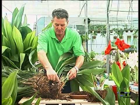 La planta del hierro