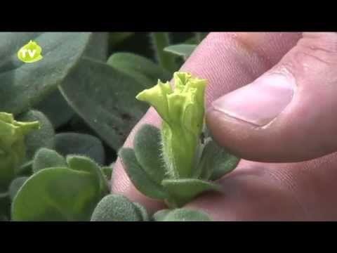 Cuidado de las Petunias