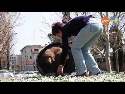 ¿Como viajar con las mascotas?