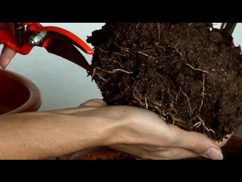 Cómo resucitar una planta