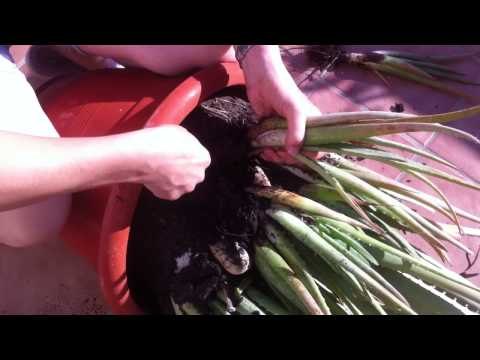 Como plantar y reproducir aloe vera