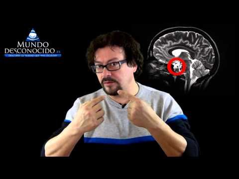 ¿Por qué engordamos?