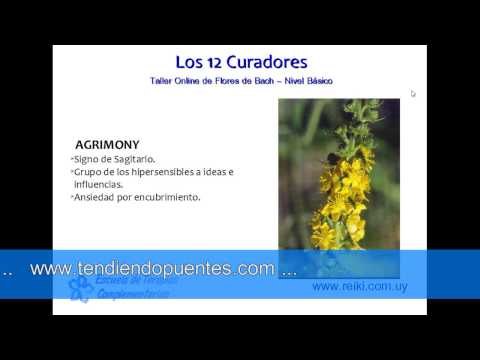 Flores de Bach, nivel básico. Clase 2 (3/7)