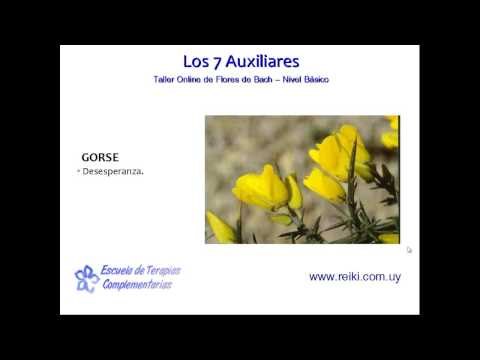 Flores de Bach, nivel básico. Clase 3 (4/8)