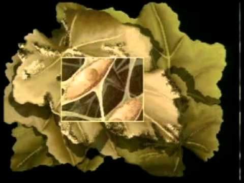 Clasificación de los seres vivos