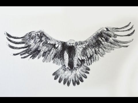 Como dibujar un águila